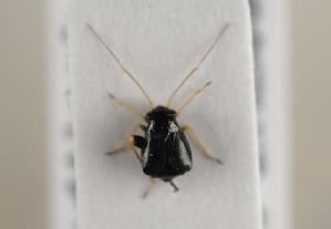  ( - ABOL-BioBlitz 2019 19-1860)  @11 [ ] CC SA (2019) Ernst Heiss Tiroler Landesmuseen