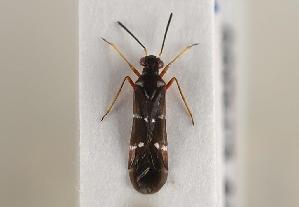  (Globiceps sphaegiformis - ABOL-BioBlitz 2019 19-1867)  @11 [ ] CC SA (2019) Ernst Heiss Tiroler Landesmuseen
