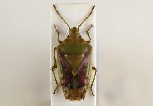  ( - ABOL-BioBlitz 2019 19-1890)  @11 [ ] CC SA (2019) Ernst Heiss Tiroler Landesmuseen