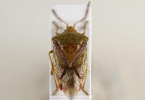  ( - ABOL-BioBlitz 2019 19-1891)  @11 [ ] CC SA (2019) Ernst Heiss Tiroler Landesmuseen
