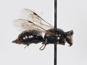  ( - ABOL-BioBlitz 2019 BW_0011_S)  @11 [ ] CC NCBYSA (2020) Schoder Sabine Naturhistorisches Museum Wien