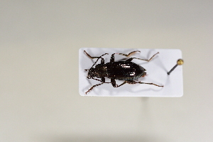  ( - ABOL-BioBlitz 2019 19-1070)  @11 [ ] CreativeCommons - Attribution Share-Alike (2020) Unspecified Bundesforschungs- und Ausbildungszentrum fur Wald
