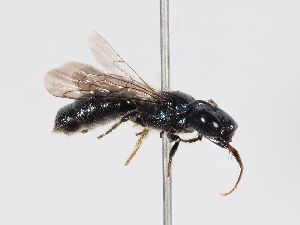 ( - ABOL-BioBlitz 2019 LB0013_S)  @11 [ ] CC NCBYSA (2020) Schoder Sabine Naturhistorisches Museum Wien