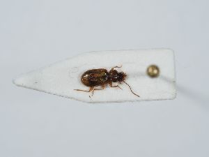  ( - ABOL-BioBlitz 2019 NB_0129)  @11 [ ] CC-BY-SA (2021) Schoder Sabine Naturhistorisches Museum Wien