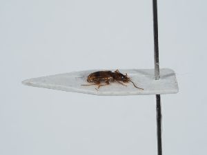  ( - ABOL-BioBlitz 2019 NB_0129)  @11 [ ] CC-BY-SA (2021) Schoder Sabine Naturhistorisches Museum Wien