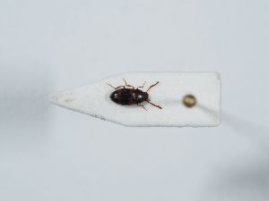  ( - ABOL-BioBlitz 2019 NB_0133)  @11 [ ] CC-BY-SA (2021) Schoder Sabine Naturhistorisches Museum Wien