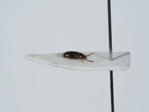  ( - ABOL-BioBlitz 2019 NB_0133)  @11 [ ] CC-BY-SA (2021) Schoder Sabine Naturhistorisches Museum Wien