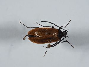  ( - ABOL-BioBlitz 2019 NB_0151)  @11 [ ] CC-BY-SA (2021) Schoder Sabine Naturhistorisches Museum Wien
