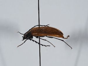  ( - ABOL-BioBlitz 2019 NB_0151)  @11 [ ] CC-BY-SA (2021) Schoder Sabine Naturhistorisches Museum Wien