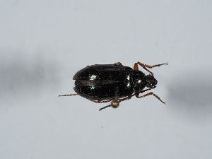  ( - ABOL-BioBlitz 2019 NB_0152)  @11 [ ] CC-BY-SA (2021) Schoder Sabine Naturhistorisches Museum Wien
