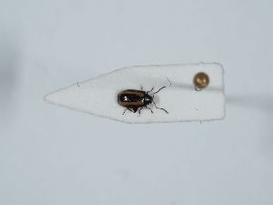  ( - ABOL-BioBlitz 2019 NB_0180)  @11 [ ] CC-BY-SA (2021) Schoder Sabine Naturhistorisches Museum Wien