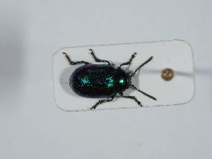  ( - ABOL-BioBlitz 2019 NB_0188)  @11 [ ] CC-BY-SA (2021) Schoder Sabine Naturhistorisches Museum Wien