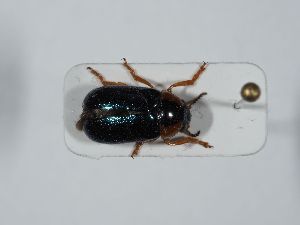  ( - ABOL-BioBlitz 2019 NB_0197)  @11 [ ] CC-BY-SA (2021) Schoder Sabine Naturhistorisches Museum Wien