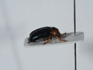  ( - ABOL-BioBlitz 2019 NB_0197)  @11 [ ] CC-BY-SA (2021) Schoder Sabine Naturhistorisches Museum Wien