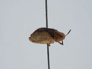  ( - ABOL-BioBlitz 2019 NB_0200)  @11 [ ] CC-BY-SA (2021) Schoder Sabine Naturhistorisches Museum Wien