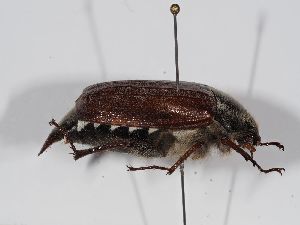  ( - ABOL-BioBlitz 2019 NB_0273)  @11 [ ] CC-BY-SA (2021) Schoder Sabine Naturhistorisches Museum Wien