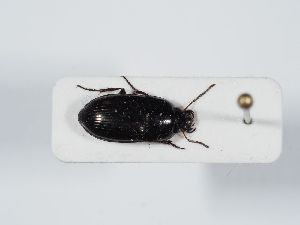  ( - ABOL-BioBlitz 2019 NB_0310)  @11 [ ] CC-BY-SA (2021) Schoder Sabine Naturhistorisches Museum Wien