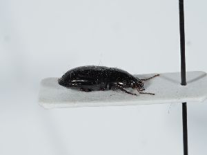  ( - ABOL-BioBlitz 2019 NB_0310)  @11 [ ] CC-BY-SA (2021) Schoder Sabine Naturhistorisches Museum Wien