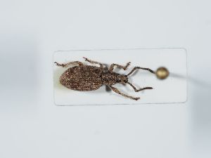  ( - ABOL-BioBlitz 2019 NB_0323)  @11 [ ] CC-BY-SA (2021) Schoder Sabine Naturhistorisches Museum Wien