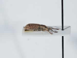  ( - ABOL-BioBlitz 2019 NB_0323)  @11 [ ] CC-BY-SA (2021) Schoder Sabine Naturhistorisches Museum Wien