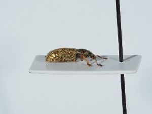  ( - ABOL-BioBlitz 2019 NB_0331)  @11 [ ] CC-BY-SA (2021) Schoder Sabine Naturhistorisches Museum Wien