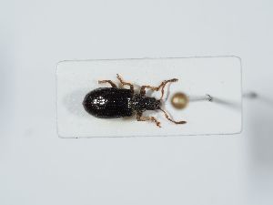  ( - ABOL-BioBlitz 2019 NB_0340)  @11 [ ] CC-BY-SA (2021) Schoder Sabine Naturhistorisches Museum Wien
