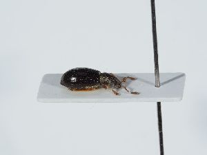  ( - ABOL-BioBlitz 2019 NB_0340)  @11 [ ] CC-BY-SA (2021) Schoder Sabine Naturhistorisches Museum Wien
