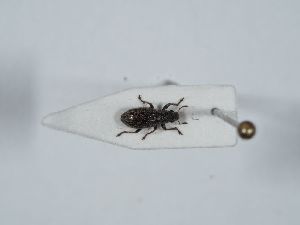  ( - ABOL-BioBlitz 2019 NB_0551)  @11 [ ] CC-BY-SA (2021) Schoder Sabine Naturhistorisches Museum Wien