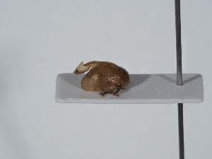  ( - ABOL-BioBlitz 2019 NB_0554)  @11 [ ] CC-BY-SA (2021) Schoder Sabine Naturhistorisches Museum Wien