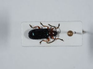  ( - ABOL-BioBlitz 2019 NB_0567)  @11 [ ] CC-BY-SA (2021) Schoder Sabine Naturhistorisches Museum Wien