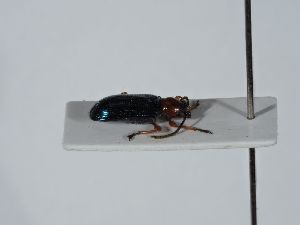  ( - ABOL-BioBlitz 2019 NB_0567)  @11 [ ] CC-BY-SA (2021) Schoder Sabine Naturhistorisches Museum Wien