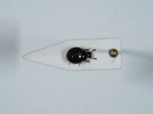  ( - ABOL-BioBlitz 2019 NB_0577)  @11 [ ] CC-BY-SA (2021) Schoder Sabine Naturhistorisches Museum Wien