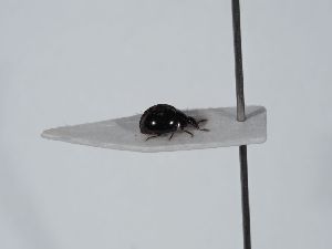  ( - ABOL-BioBlitz 2019 NB_0577)  @11 [ ] CC-BY-SA (2021) Schoder Sabine Naturhistorisches Museum Wien