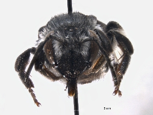  ( - ABOL-BioBlitz 2019 OOe_0001_S)  @11 [ ] CC NC-BY-SA (2019) Dominique Zimmermann Naturhistorisches Museum Wien