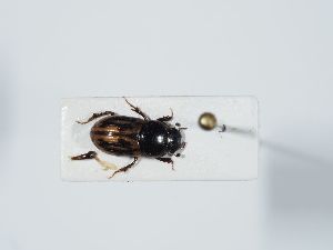  ( - ABOL-BioBlitz 2019 PB_0022)  @11 [ ] CC-BY-SA (2021) Schoder Sabine Naturhistorisches Museum Wien