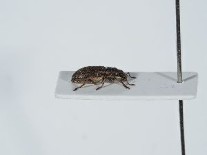  ( - ABOL-BioBlitz 2019 PB-0104)  @11 [ ] CC-BY-SA (2021) Schoder Sabine Naturhistorisches Museum Wien