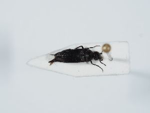  ( - ABOL-BioBlitz 2019 PB-0109)  @11 [ ] CC-BY-SA (2021) Schoder Sabine Naturhistorisches Museum Wien