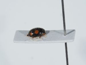  ( - ABOL-BioBlitz 2019 PB_0207)  @11 [ ] CC-BY-SA (2021) Schoder Sabine Naturhistorisches Museum Wien