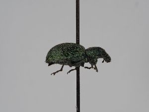  ( - ABOL-BioBlitz 2019 Szucsich-0033)  @11 [ ] CC NCBYSA (2020) Sabine Schoder Naturhistorisches Museum Wien