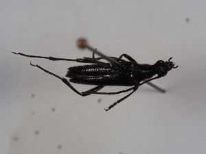  ( - ABOL-BioBlitz 2019 Szucsich-0036)  @11 [ ] CC NCBYSA (2020) Sabine Schoder Naturhistorisches Museum Wien