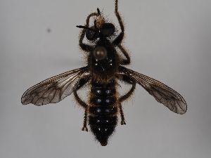  (Choerades fuliginosa - ABOL-BioBlitz 2019 Szucsich-0064)  @11 [ ] CC NCBYSA (2020) Sabine Schoder Naturhistorisches Museum Wien