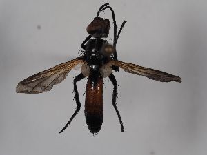  ( - ABOL-BioBlitz 2019 Szucsich-0067)  @11 [ ] CC NCBYSA (2020) Sabine Schoder Naturhistorisches Museum Wien