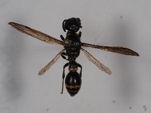  ( - ABOL-BioBlitz 2019 Szucsich-0079)  @11 [ ] CC NCBYSA (2020) Sabine Schoder Naturhistorisches Museum Wien