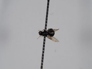  ( - ABOL-BioBlitz 2019 Szucsich-0080)  @11 [ ] CC NCBYSA (2020) Sabine Schoder Naturhistorisches Museum Wien