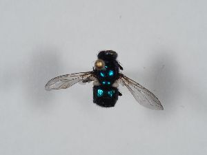  ( - ABOL-BioBlitz 2019 Szucsich-0137)  @11 [ ] CC NCBYSA (2020) Sabine Schoder Naturhistorisches Museum Wien