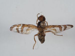  ( - ABOL-BioBlitz 2019 Szucsich-0173)  @11 [ ] CC NCBYSA (2020) Sabine Schoder Naturhistorisches Museum Wien