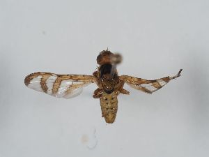  ( - ABOL-BioBlitz 2019 Szucsich-0174)  @11 [ ] CC NCBYSA (2020) Sabine Schoder Naturhistorisches Museum Wien