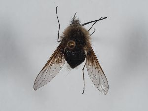  (Bombylius cinerascens - ABOL-BioBlitz 2019 Szucsich-0208)  @11 [ ] CC NCBYSA (2020) Sabine Schoder Naturhistorisches Museum Wien