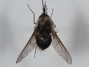  ( - ABOL-BioBlitz 2019 Szucsich-0209)  @11 [ ] CC NCBYSA (2020) Sabine Schoder Naturhistorisches Museum Wien