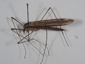  ( - ABOL-BioBlitz 2019 Szucsich-0234)  @11 [ ] CC NCBYSA (2020) Sabine Schoder Naturhistorisches Museum Wien